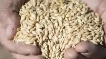 تحديثات أسعار طن الأرز الشعير والأبيض اليوم داخل الأسواق بمحافظات مصر